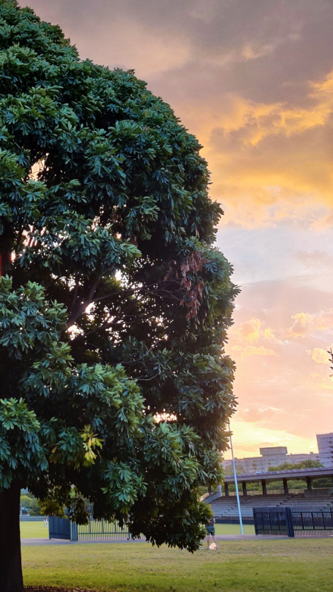 A large park tree beneath a glowing sunset sky